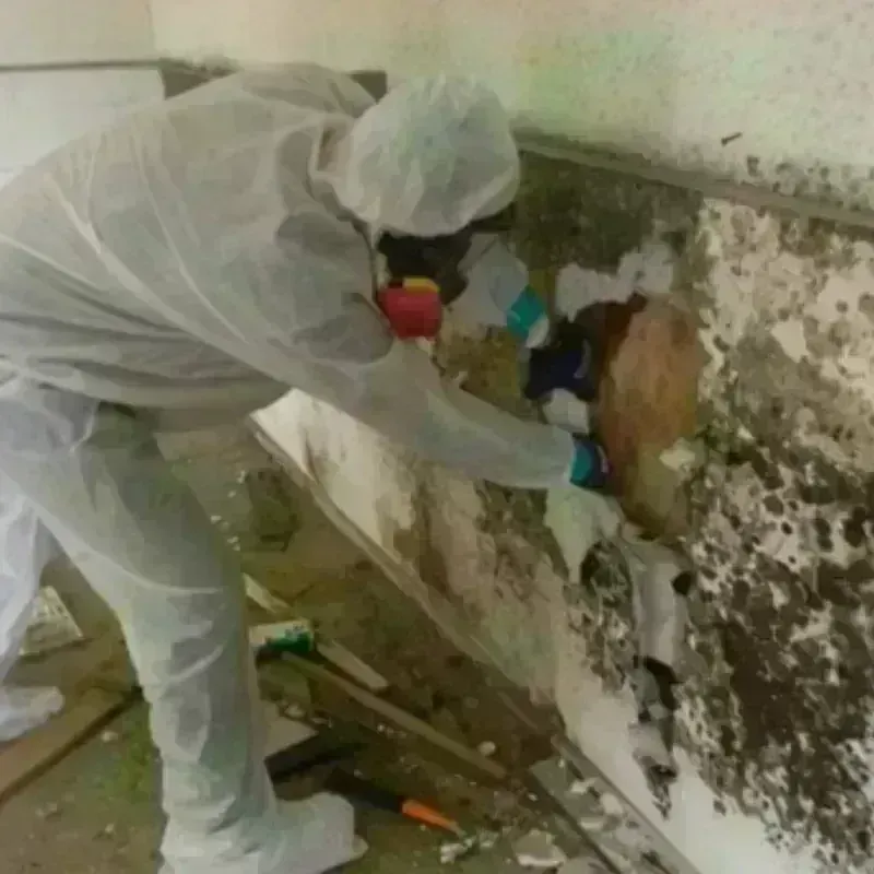 Mold Remediation and Removal in Gatesville, NC